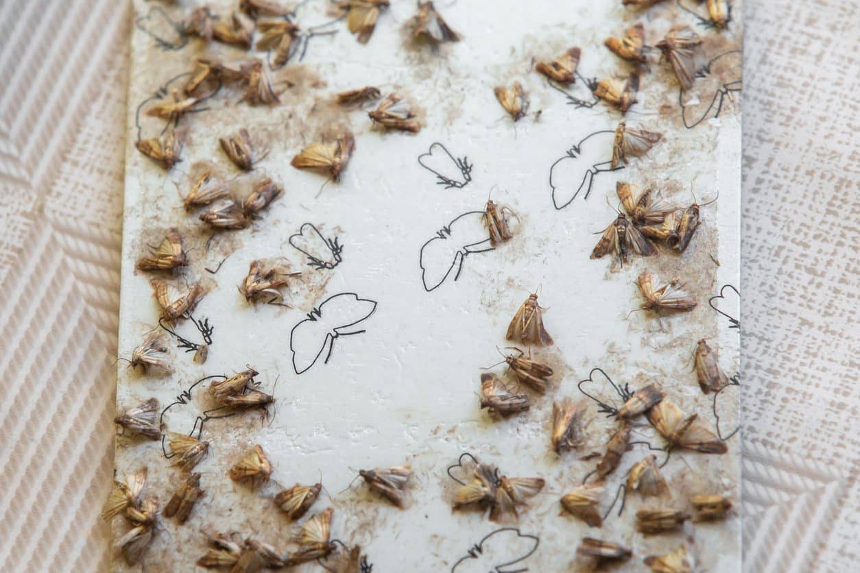 Pièges à mites alimentaires