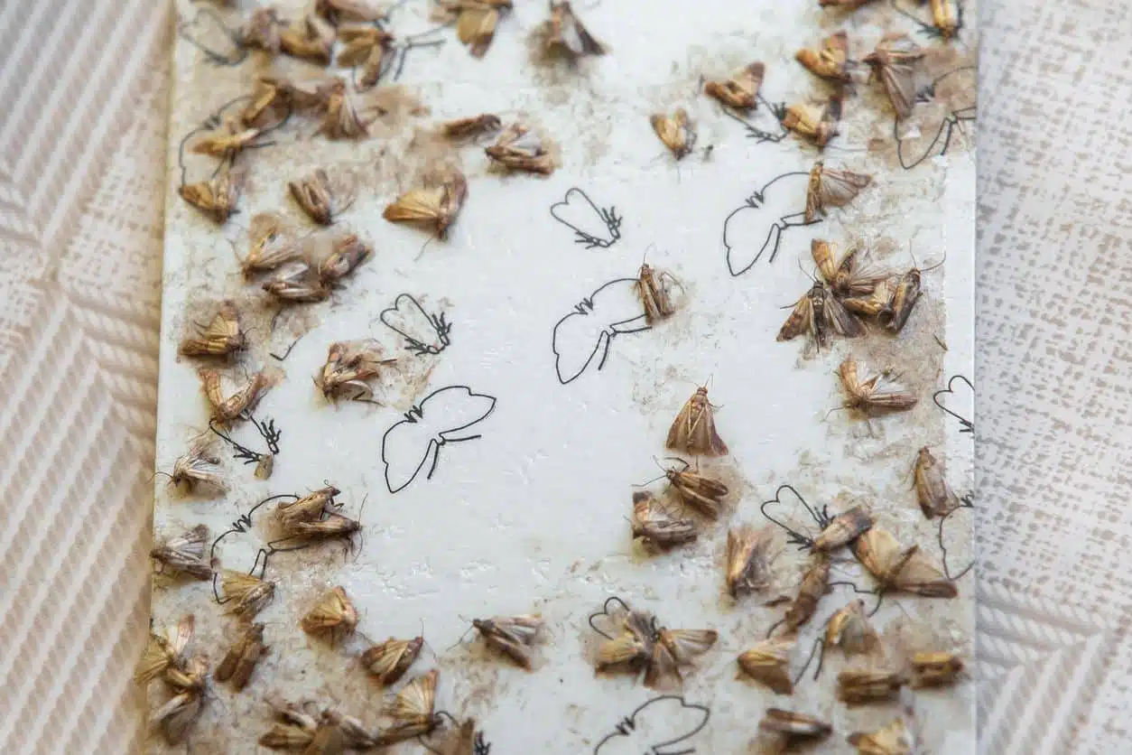 Pièges à mites alimentaires