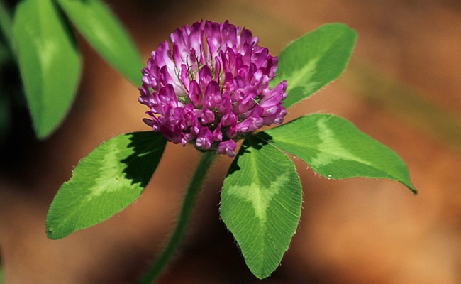 Plantes drainantes