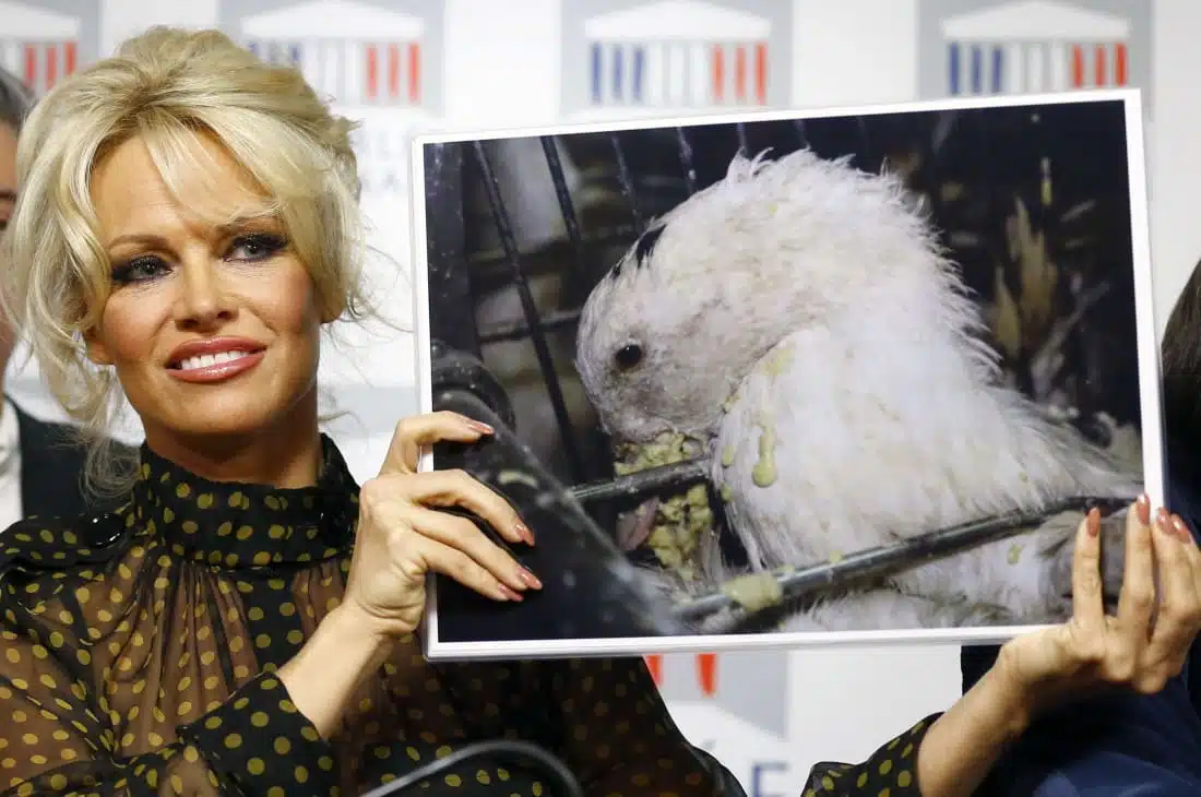 Pamela Anderson militante pour les droits des animaux