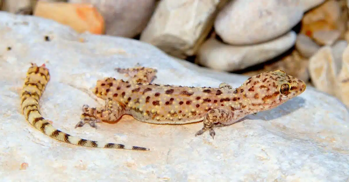Lézard en train de régénérer sa queue