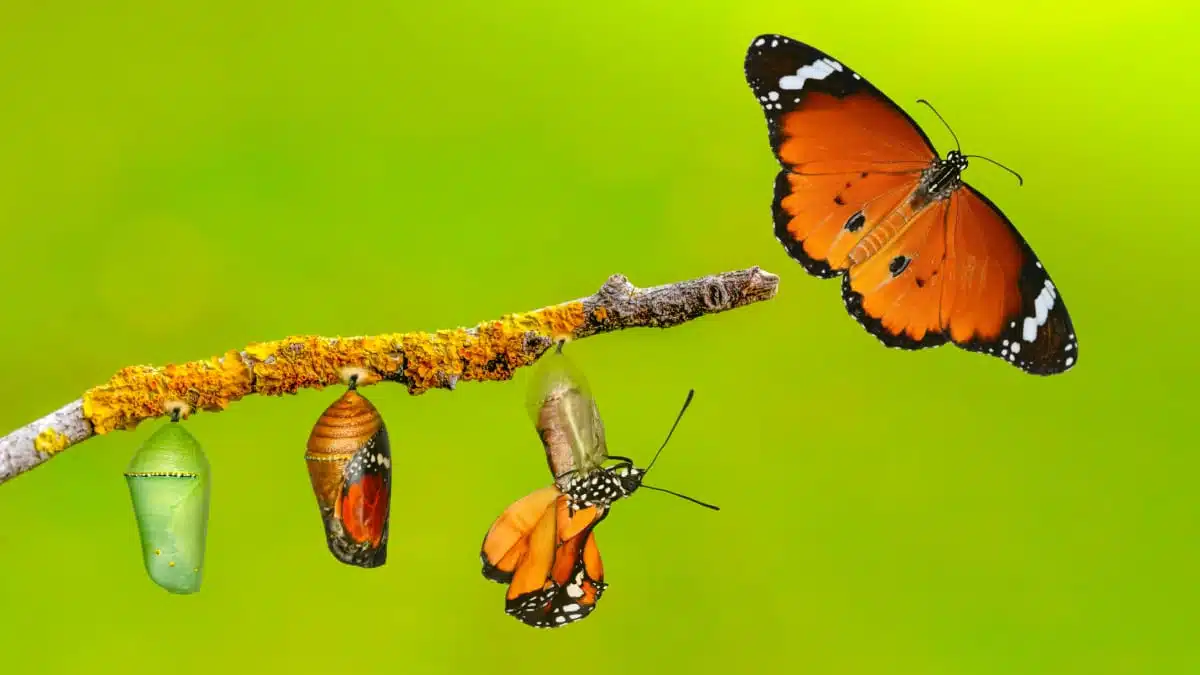 Papillon en plein vol symbolisant la métamorphose