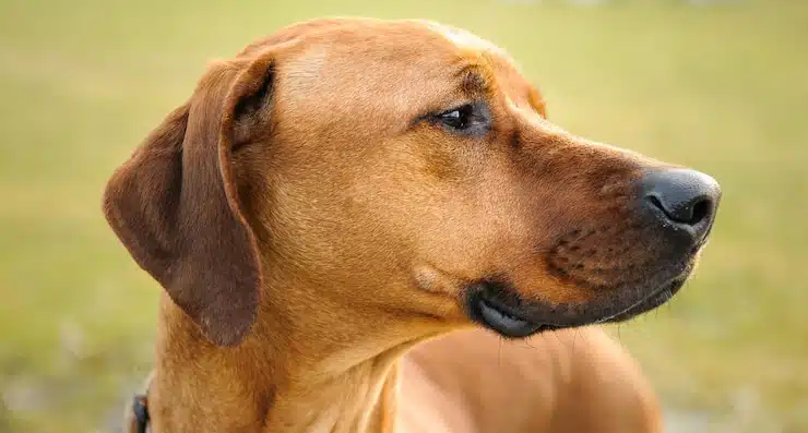 Chien montrant des signes d'inquiétude