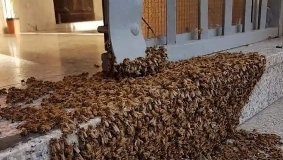 Essaim d'abeilles en pause sur une branche