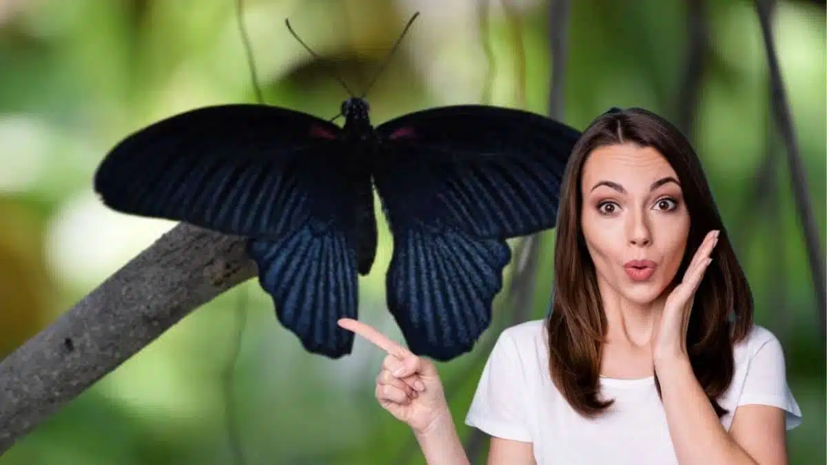 Représentation artistique d'un papillon noir dans une maison