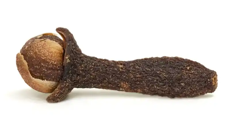 Infusion de clous de girofle dans une tasse