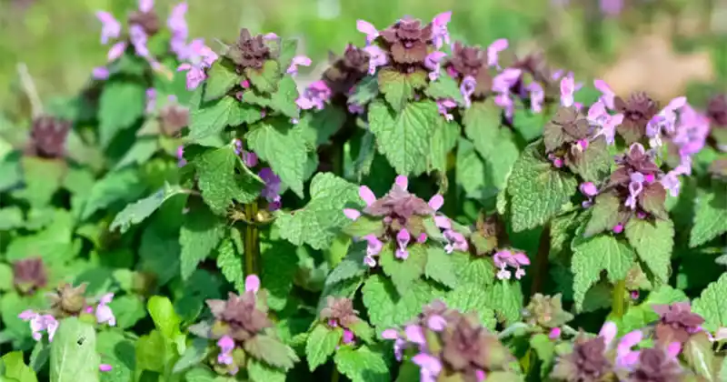 Détail des feuilles et fleurs pourpres du lamier pourpre
