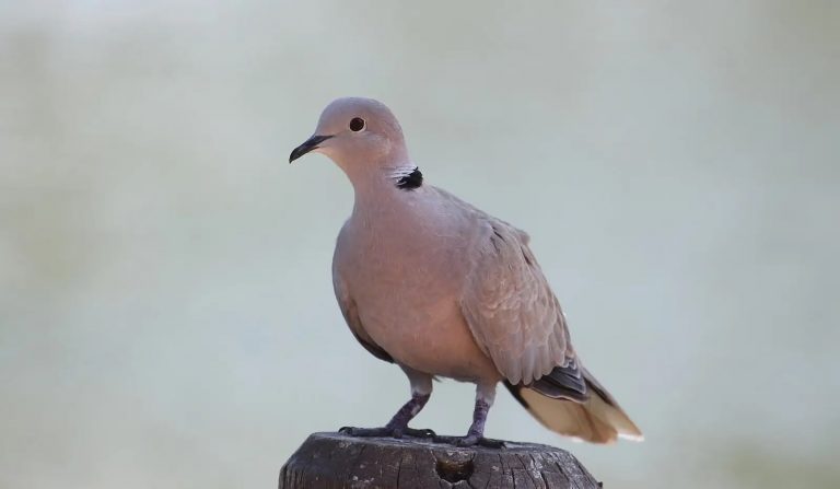 Une tourterelle posée sur une branche, symbole de sérénité