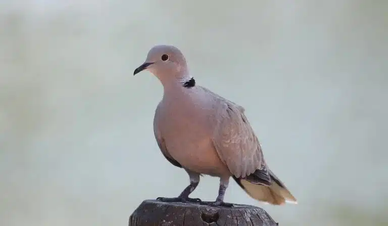 Une tourterelle posée sur une branche, symbole de sérénité