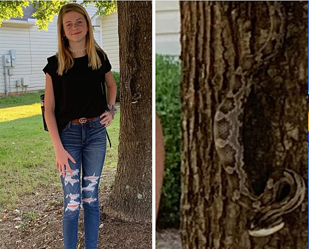 D&eacute;tail zoom&eacute; sur le serpent parfaitement camoufl&eacute; sur l'&eacute;corce de l'arbre